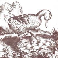 Robert McCloskey «Make Way for Ducklings»