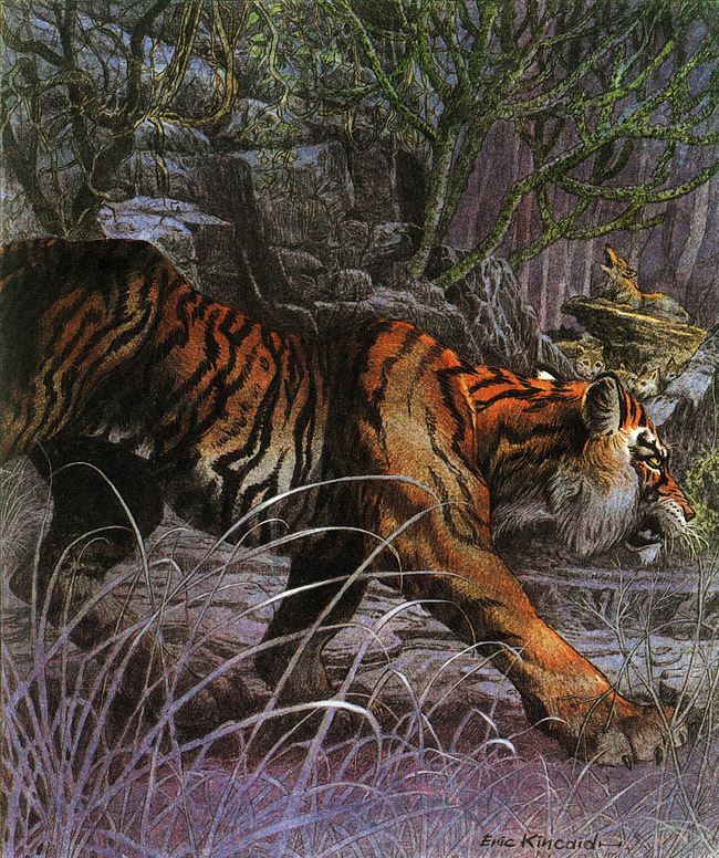 Eric Kincaid "Jungle Book"