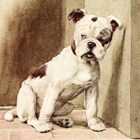 Cecil Aldin «My dog»